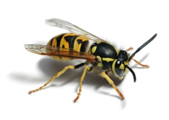 HOW TO AVERT A WASP DISASTER! 5 TIPS TO SAVE YOUR SUMMER